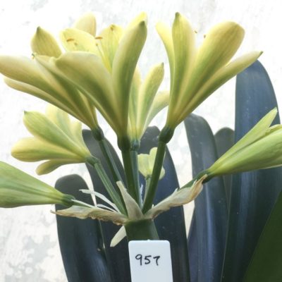 SH957 Cream Clivia miniata with mottled green throat due to abundance of chloroplasts