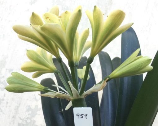 SH957 Cream Clivia miniata with mottled green throat due to abundance of chloroplasts