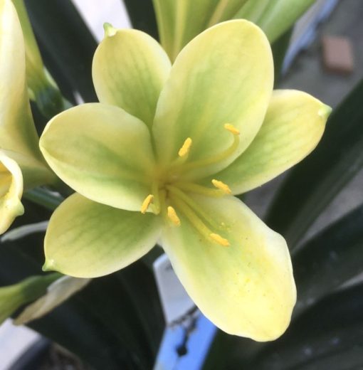 SH957 Cream Clivia miniata with mottled green throat due to abundance of chloroplasts - Image 2