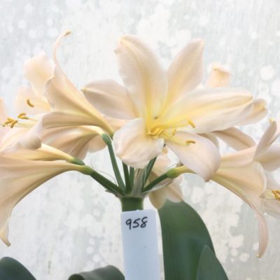 SH958 Superb pink Clivia miniata