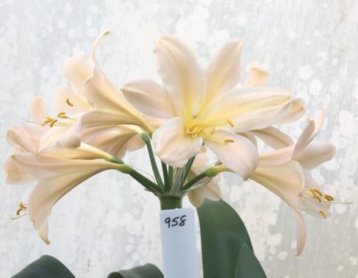 SH958 Superb pink Clivia miniata