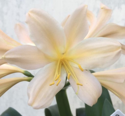 SH958 Superb pink Clivia miniata - Image 2