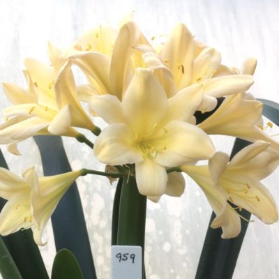 SH959 Pink peach Clivia miniata with yellow throat and good umbel