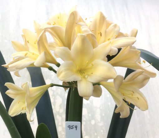 SH959 Pink peach Clivia miniata with yellow throat and good umbel
