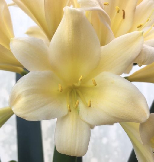 SH959 Pink peach Clivia miniata with yellow throat and good umbel - Image 2