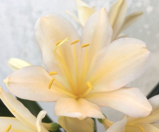 SH960 Very pink form of peach Clivia miniata - Image 2