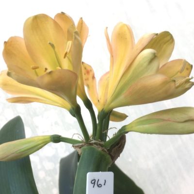 SH961 Mid to dark peach Clivia miniata with light green throat