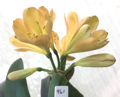 SH961 Mid to dark peach Clivia miniata with light green throat