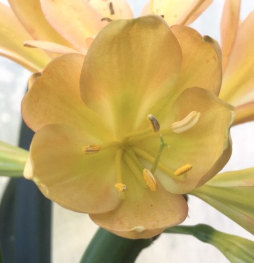 SH961 Mid to dark peach Clivia miniata with light green throat - Image 2