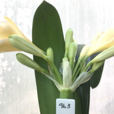 SH963 Light peach Clivia miniata with yellow throat