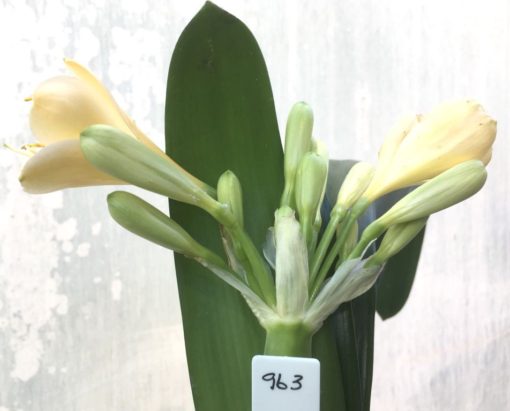 SH963 Light peach Clivia miniata with yellow throat