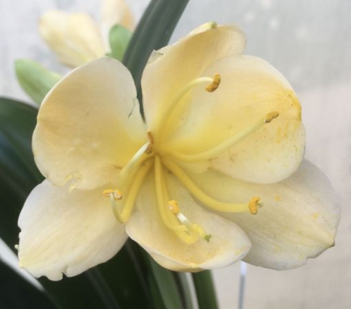 SH963 Light peach Clivia miniata with yellow throat - Image 2