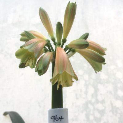 SH964 Stanmore 'mini Bronzed Green Girl' Clivia interspecific