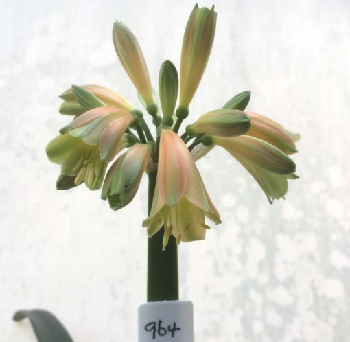 SH964 Stanmore 'mini Bronzed Green Girl' Clivia interspecific