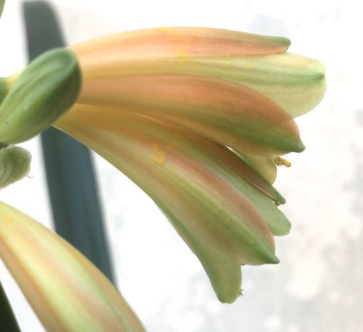 SH964 Stanmore 'mini Bronzed Green Girl' Clivia interspecific - Image 2