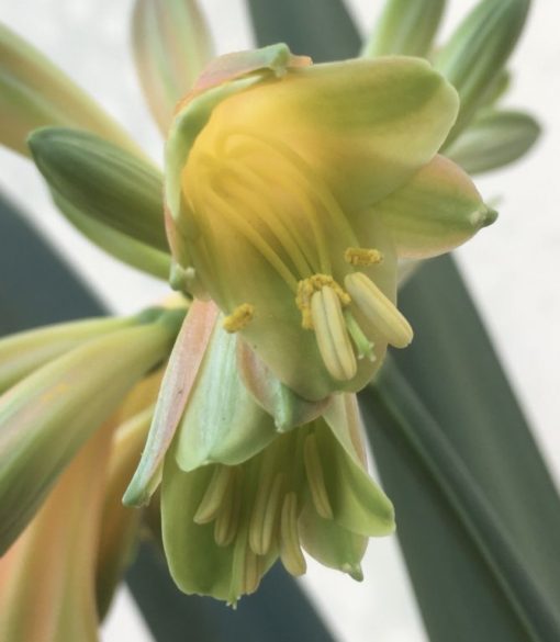 SH964 Stanmore 'mini Bronzed Green Girl' Clivia interspecific - Image 3