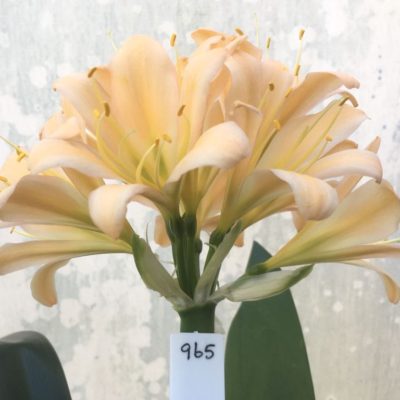 SH965 Dark pink peach Clivia miniata with medium green throat