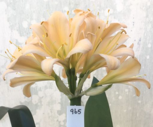 SH965 Dark pink peach Clivia miniata with medium green throat