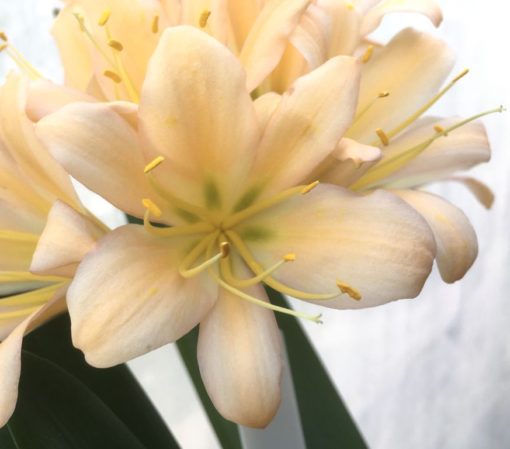 SH965 Dark pink peach Clivia miniata with medium green throat - Image 2