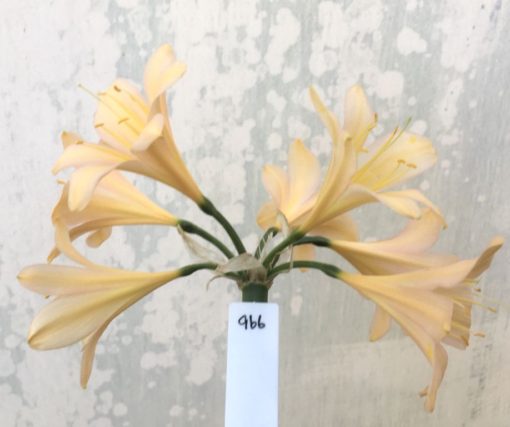 SH966 Dark peach Clivia miniata with soft pink tones