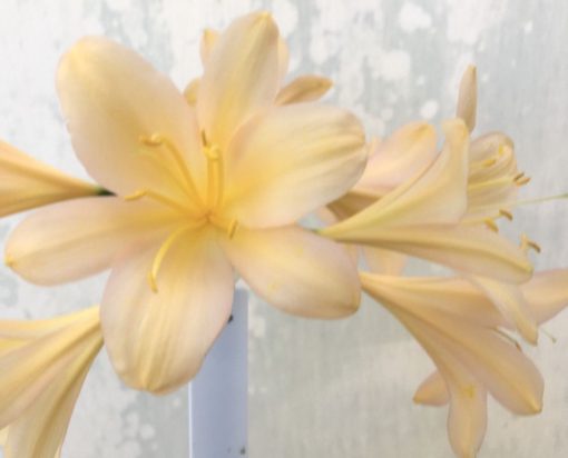 SH966 Dark peach Clivia miniata with soft pink tones - Image 2