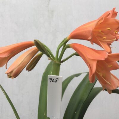 SH968 Interspecific pastel orange with flared throat