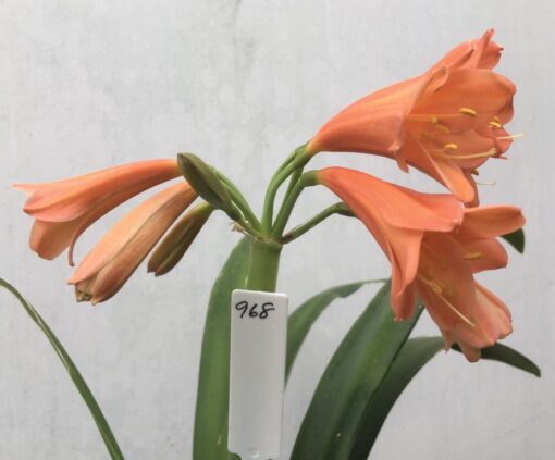 SH968 Interspecific pastel orange with flared throat