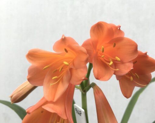 SH968 Interspecific pastel orange with flared throat - Image 2
