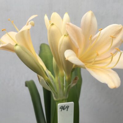 SH969 Very light pink peach Clivia miniata with open flowers