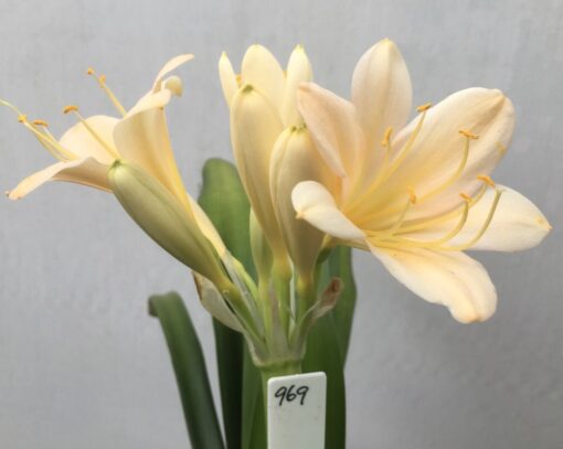 SH969 Very light pink peach Clivia miniata with open flowers