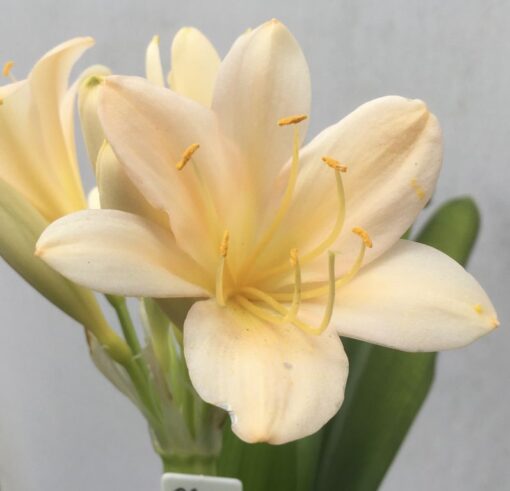 SH969 Very light pink peach Clivia miniata with open flowers - Image 2