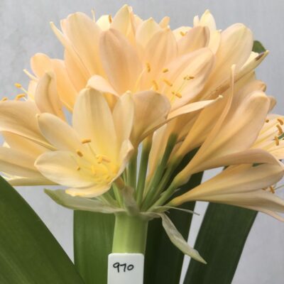 SH970 Superb mid pink Clivia miniata with peach tones