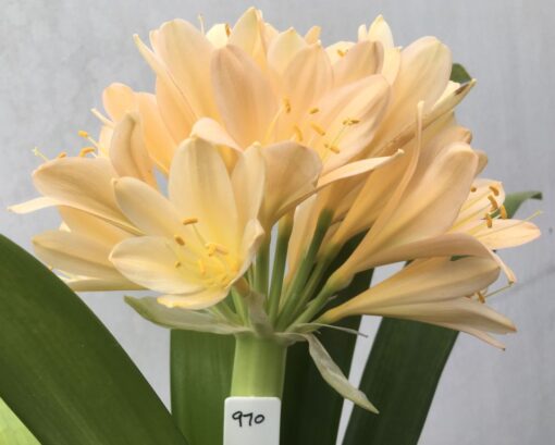 SH970 Superb mid pink Clivia miniata with peach tones