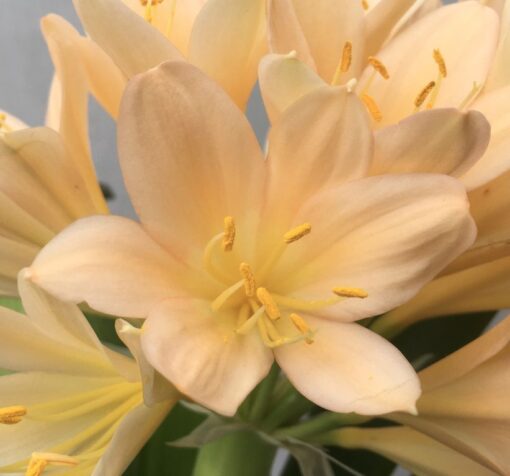 SH970 Superb mid pink Clivia miniata with peach tones - Image 2