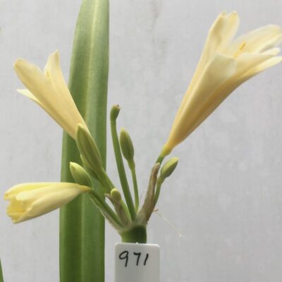 SH971 Yellow interspecific