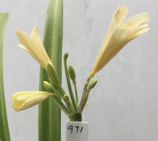 SH971 Yellow interspecific