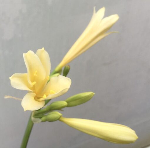 SH971 Yellow interspecific - Image 2