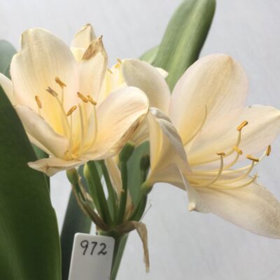 SH972 Very light yellow Clivia miniata with faint pink hues