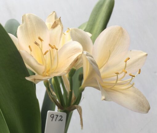 SH972 Very light yellow Clivia miniata with faint pink hues