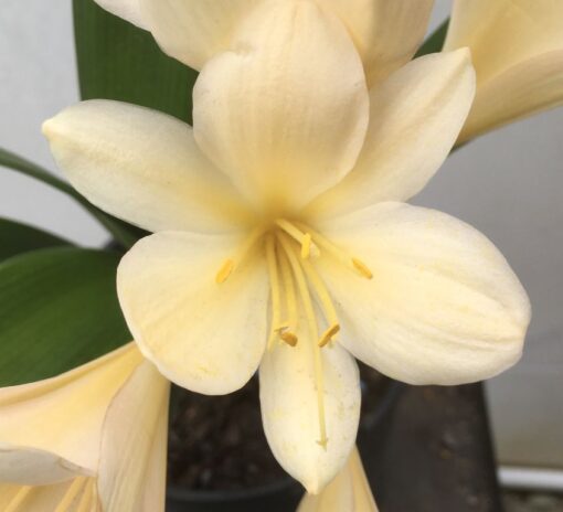 SH972 Very light yellow Clivia miniata with faint pink hues - Image 2