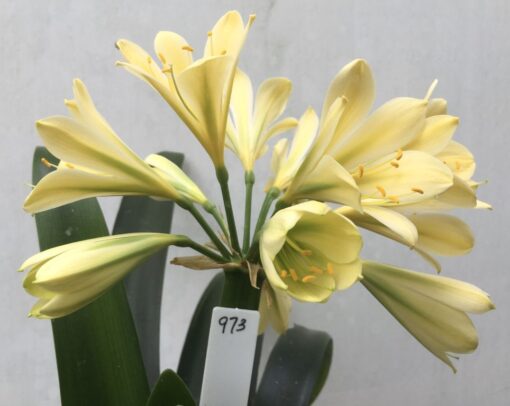 SH973 Bright yellow Clivia miniata showing chloroplasts early in the flower development