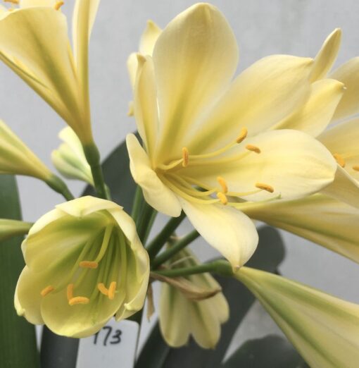 SH973 Bright yellow Clivia miniata showing chloroplasts early in the flower development - Image 2