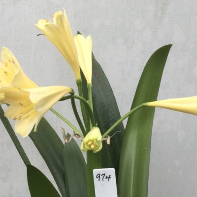 SH974 Yellow tubular interspecific with flared throat