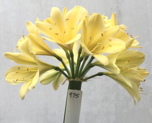 SH975 Bright buttercup yellow Clivia miniata showing the green of chloroplasts witch fades with flower maturation