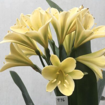 SH976 Light to mid yellow Clivia miniata with persistent green throat