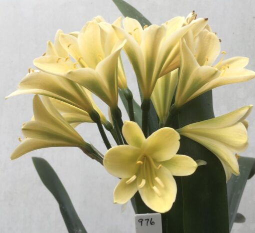 SH976 Light to mid yellow Clivia miniata with persistent green throat