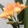 SH977 Mid peach Clivia miniata with light green throat