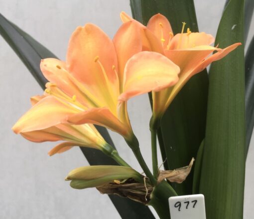 SH977 Mid peach Clivia miniata with light green throat