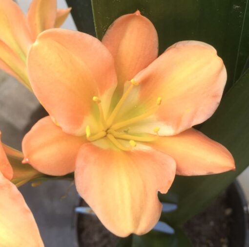 SH977 Mid peach Clivia miniata with light green throat - Image 2