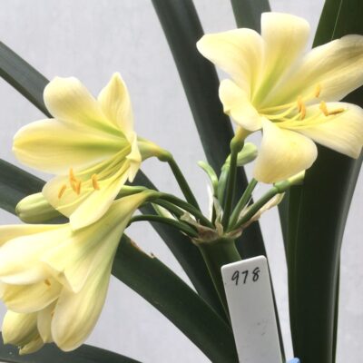 SH978 Superb cream Clivia miniata with green throat and moderately reflexed tepals